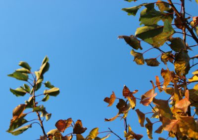 Blätter vor Himmel